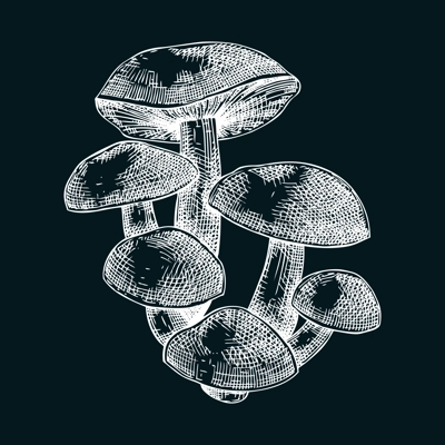 Velvet shank mushroom sketch. Edible fungus illustration. Fungal protein, mycoprotein, plant-based product healthy food design element. Forest mushroom drawing on chalkboard